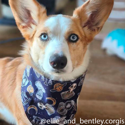 Moon's Vengeance (XS-L Only)