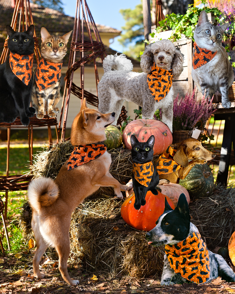 Geekster Collage: Black Cat Appreciation Day