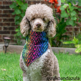 Rainbow Dragon