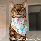 Mystery Bandana